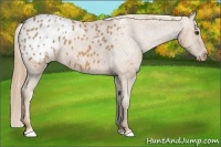 Horse Color:Chestnut Appaloosa 