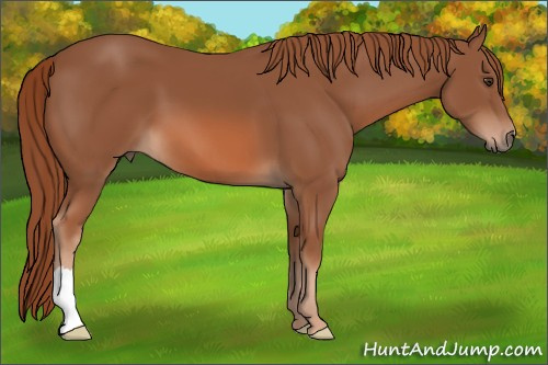 Horse Color: Liver Chestnut 