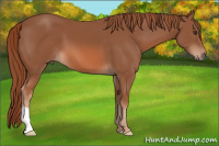 Horse Color:Liver Chestnut 