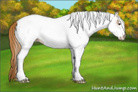 Horse Color:White Spotted Chestnut 