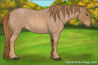 Horse Color:Red Roan 