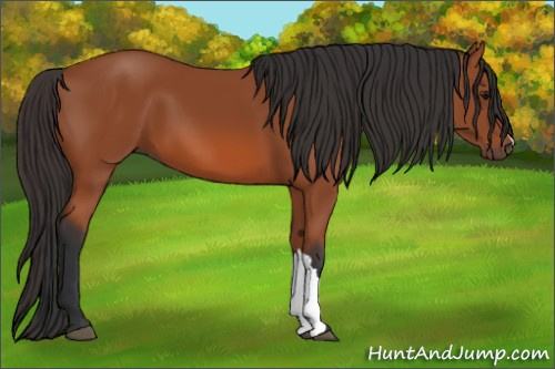 Horse Color: Bay 