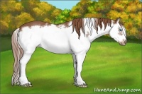 Horse Color:Chestnut Splash Frame 