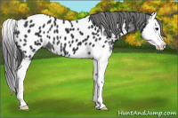 Horse Color:Black Splash Near Leopard 