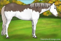 Horse Color:Silver Black Splash 