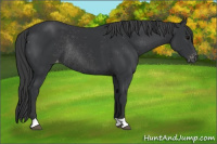 Horse Color:Black Varnish Rabicano 