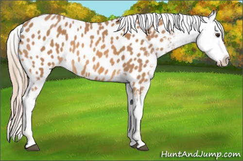 Horse Color: Chestnut Blanket 
