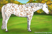 Horse Color:Chestnut Appaloosa 