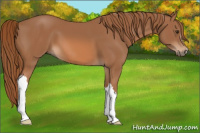 Horse Color:Chestnut 