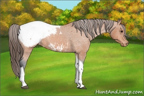 Horse Color: Bay Tobiano Snowcap 