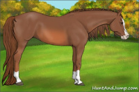 Horse Color:Chestnut Splash 