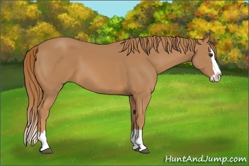 Horse Color:Unknown 