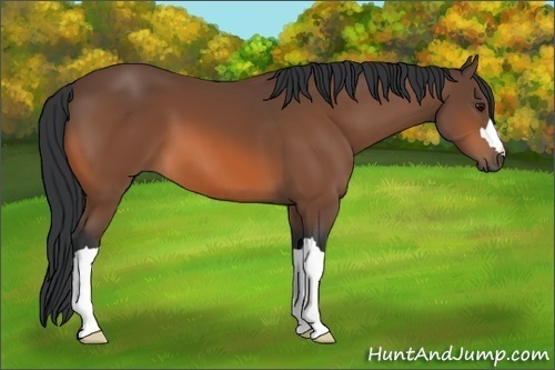 Horse Color:Unknown 