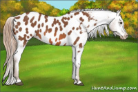 Horse Color:Chestnut Appaloosa