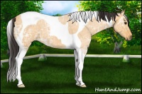 Horse Color:Buckskin Ice Tobiano 