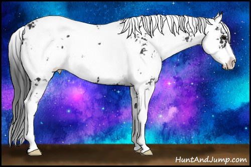 Horse Color: Black Sabino 