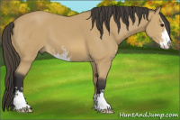 Horse Color:Buckskin Sabino