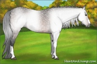 Horse Color:Gray Bay 