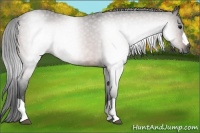 Horse Color:Gray Bay 