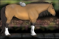 Horse Color:Buckskin 