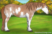 Horse Color:Chestnut Splash 