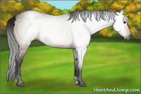 Horse Color:Gray Buckskin 