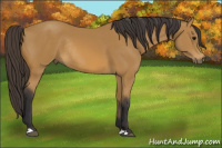 Horse Color:Buckskin Rabicano 