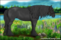 Horse Color:Black 