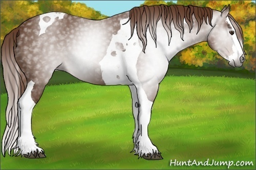 Horse Color:Gray Chestnut Splash Tobiano