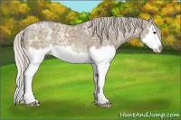 Horse Color:Silver Grullo Ice Sabino Splash