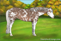 Horse Color:Silver Black Sabino Splash Rabicano