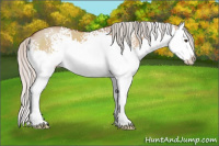 Horse Color:White Spotted Silver Bay Dun Splash