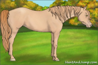 Horse Color:Gold Champagne 