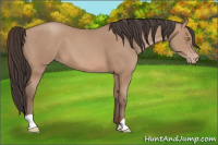 Horse Color:Amber Champagne 