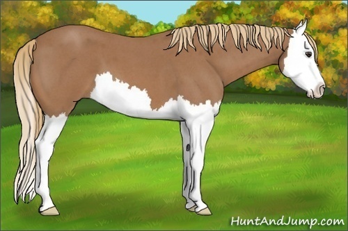 Horse Color: Red Roan Splash 