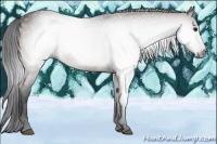 Horse Color:Gray Bay 