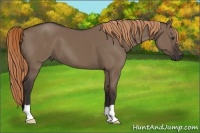 Horse Color:Liver Red Dun 