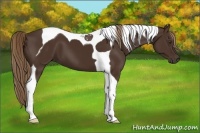 Horse Color:Liver Chestnut Tobiano 