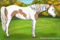 Horse Color:Chestnut Splash Tobiano 