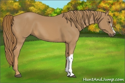 Horse Color: Chestnut 