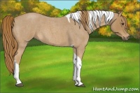 Horse Color:Red Roan Tobiano 