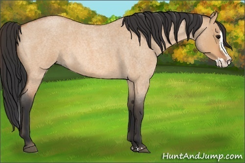 Horse Color: Bay Roan Dun Splash 