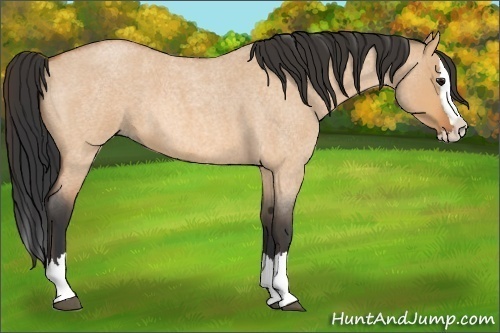 Horse Color: Bay Roan Dun Splash 