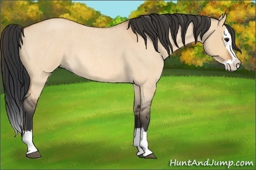 Horse Color: Bay Roan Dun Splash 