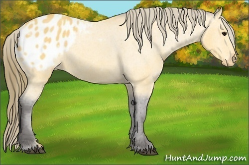 Horse Color: Buckskin Blanket 