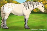 Horse Color:Buckskin Appaloosa