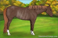Horse Color:Liver Chestnut Rabicano 