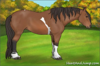 Horse Color:Bay Sabino Tobiano 