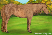 Horse Color:Liver Chestnut Brindle