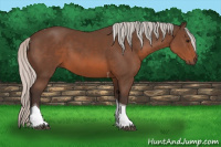 Horse Color:Silver Brown Tobiano 